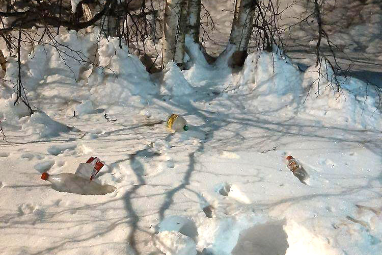 Burkar som ligger i snön vid en skog.