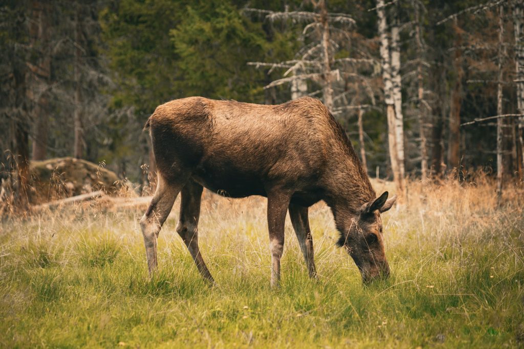 Fördjupning: Skogen