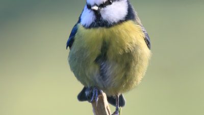 Blåmes
